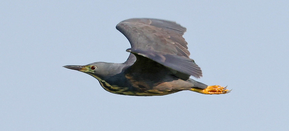 Dwarf Bittern